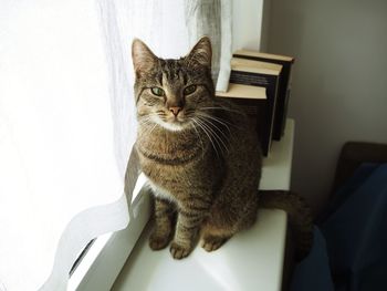 Portrait of a cat sitting on seat at home