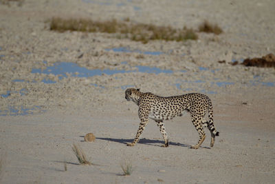 View of a cat walking on a land