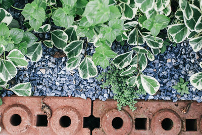 High angle view of potted plants on field