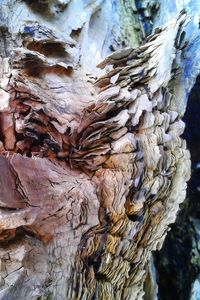 Close-up of tree trunk