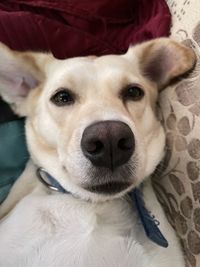 Close-up portrait of dog sticking out tongue on bed