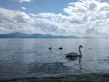 Swans swimming in lake