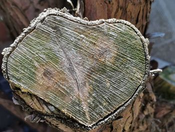 Close-up of tree stump