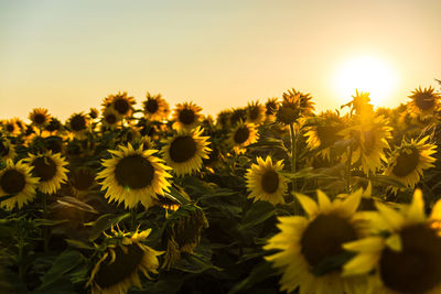 Close-up of yellow flowers growing in field