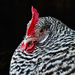 Close-up of a bird