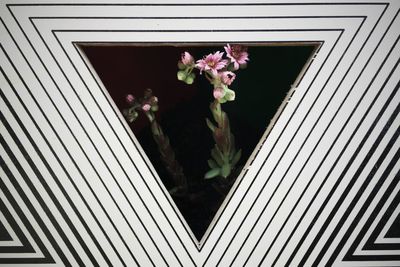 Close-up of flowers window