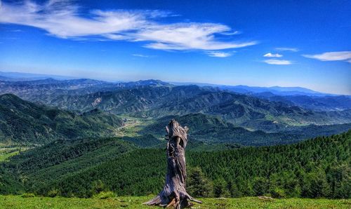 Dead tree on mountain against blue sky