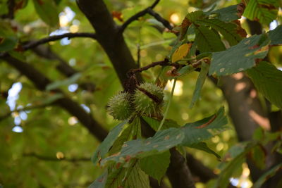 Close-up of green leaves on branch