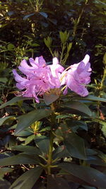 Close-up of pink flowering plant