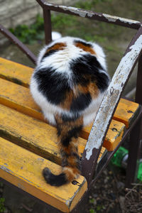High angle view of a cat