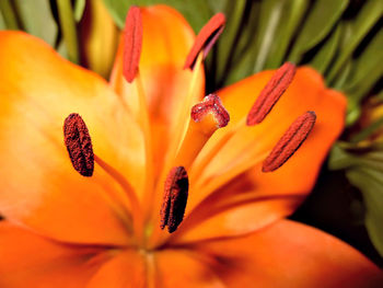 Close-up of yellow flower