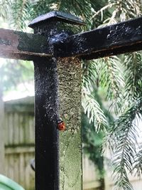 Close-up of ladybug on leaf