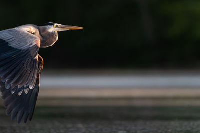 High angle view of gray heron perching