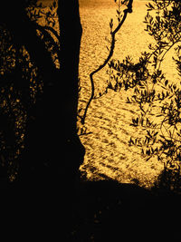 Close-up of silhouette tree against sky during sunset