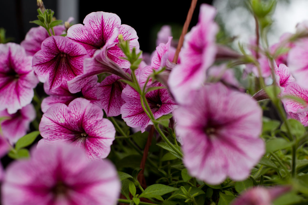 CLOSE-UP OF PINK AND PURPLE FLOWERS