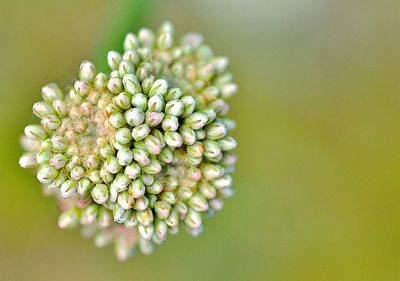 Close-up of flower against blurred background