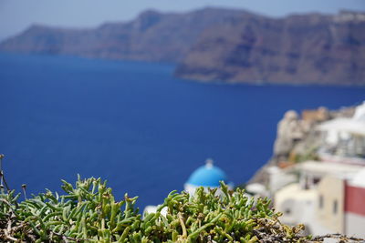 Close-up of plants against sea and buildings