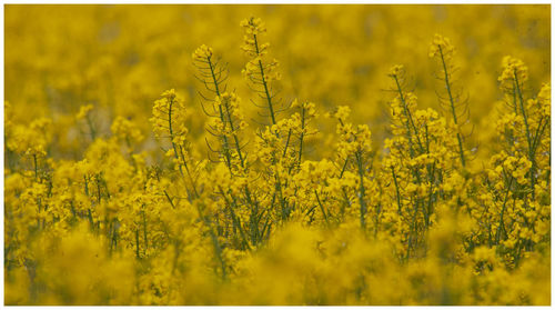 Scenic view of oilseed rape field