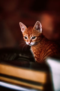 Portrait of tabby kitten