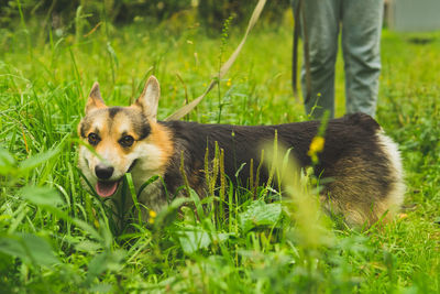 Corgi welsh pembroke smiles and lies in the summer grass