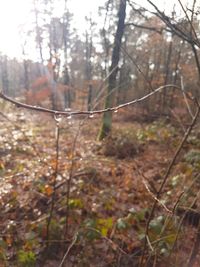 Low angle view of trees in forest during autumn