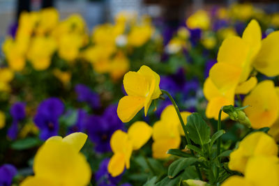 Close-up of yellow flowering plant