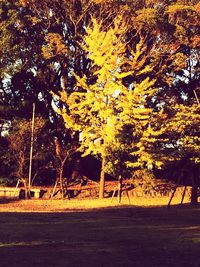 Autumn trees against sky