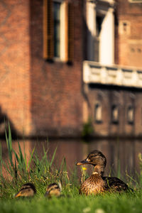 Close-up of a bird against building