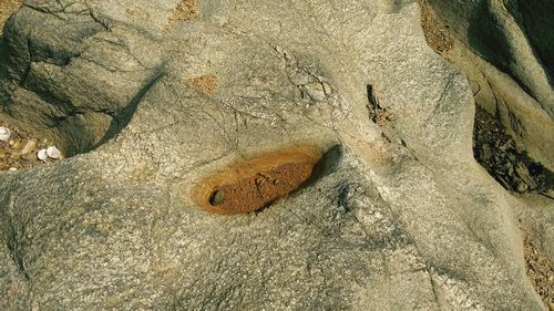 High angle view of lizard