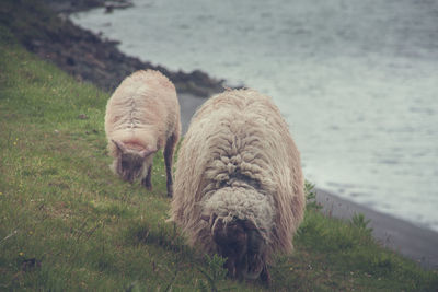 Sheep in a field