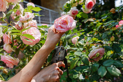 Close up view on woman hands cutting the roses in the garden