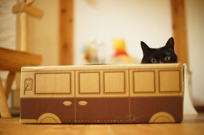 Portrait of black cat at home
