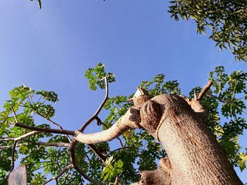 Low angle view of trees against blue sky
