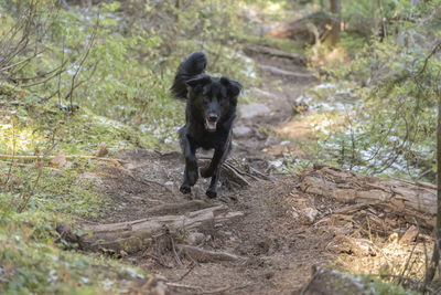 Portrait of dog walking on street amidst trees in forest