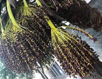 High angle view of plant growing on tree