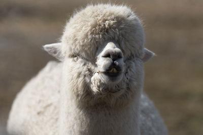 Close-up of an alpaca