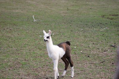 Portrait of a horse on field