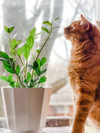 Cat sniffing plant in window