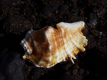 Close-up of shell on rock