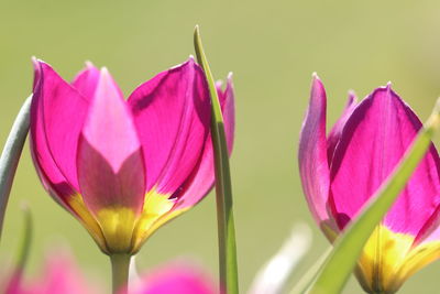 Close-up of pink lotus water lily