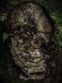 Close-up of tree stump in forest
