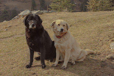 Mountain dog breed