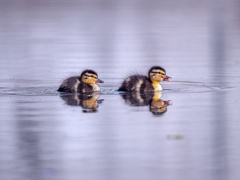 Duck swimming in a lake