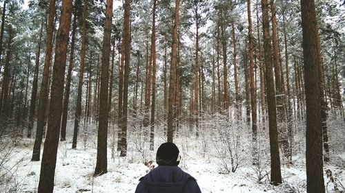 Snow covered trees in forest