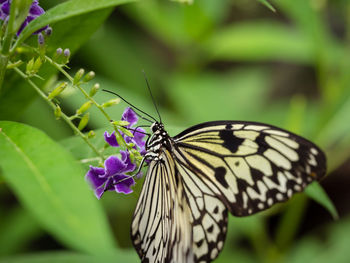Close-up of butterfly on purple flower