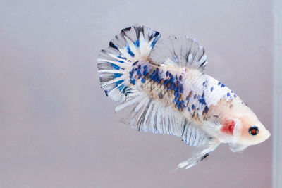 Close-up of fishes swimming in sea