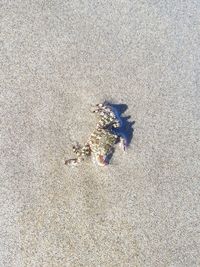 High angle view of crab on sand