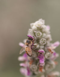 Close-up of bee perching on flower