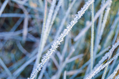 Close-up of plants against blurred background