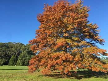 Low angle view of trees against clear sky